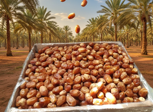 خرما زاهدی بار تازه امسالی