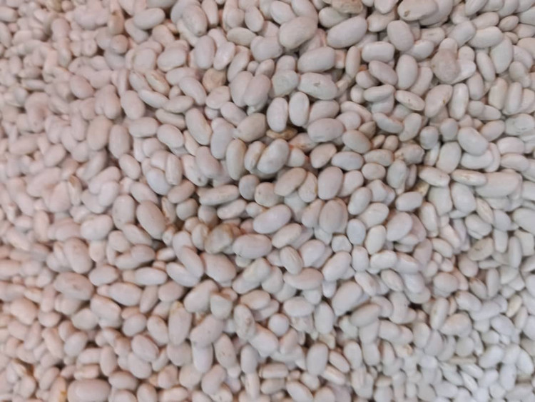 لوبیا سفید ایرانی