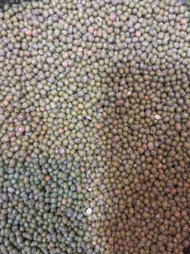 ماش درجه یک